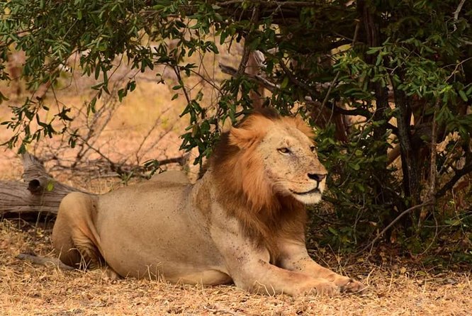 Mikumi National Park in a Day - A Day Tour from Morogoro - Breakfast, Tea, Lunch, and Bottled Water