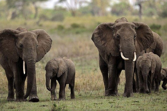 Mikumi National Park in a Day - A Day Tour from Morogoro - The 5:30 am Start Sets the Tone