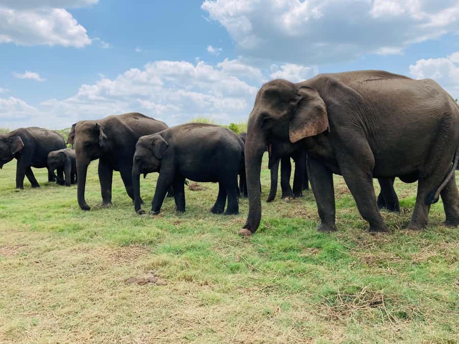 Minneriya National Park 4x4 jeep Safari Include Entrance Fee - Key points at a glance
