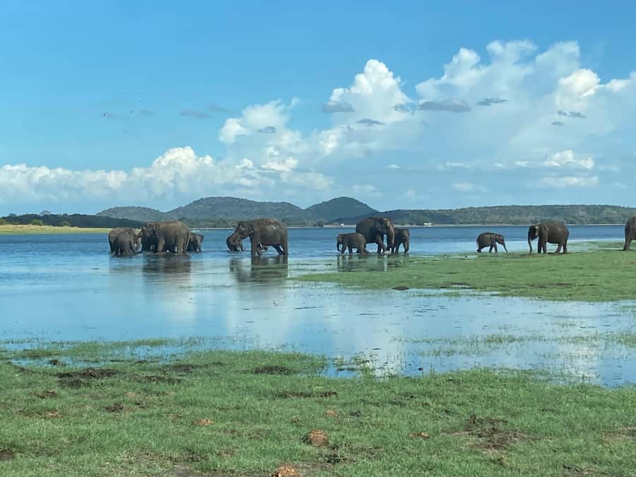Minneriya National Park 4x4 jeep Safari Include Entrance Fee - Why Minneriya is famous for elephants