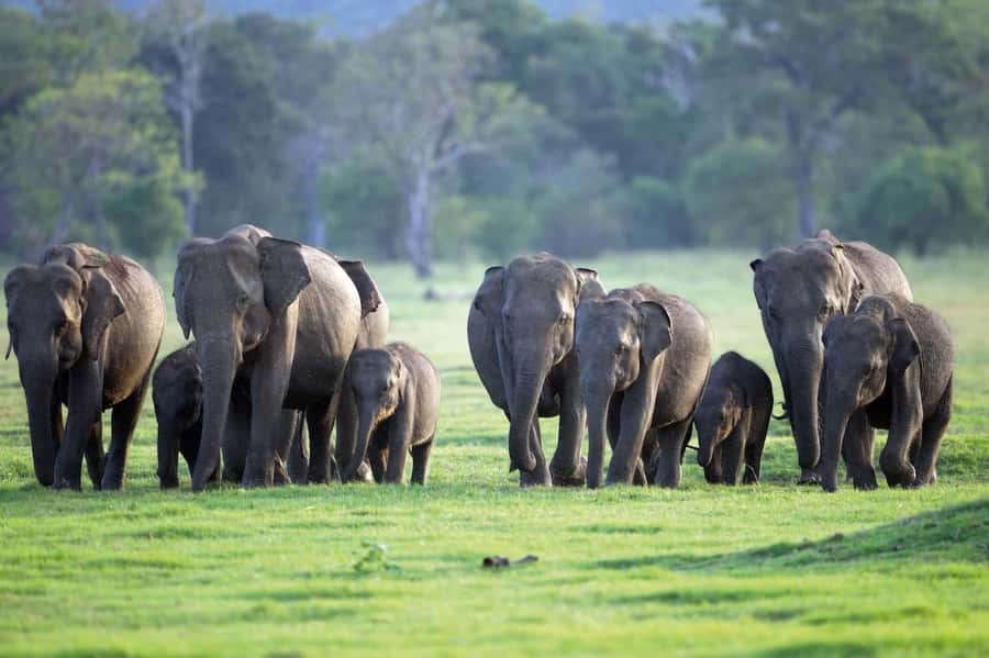 Minneriya National Park 4x4 jeep Safari Include Entrance Fee - Reaching the park entrance