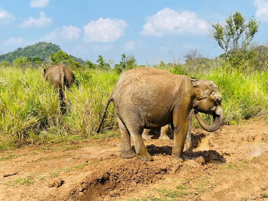 Minneriya National Park 4x4 jeep Safari Include Entrance Fee - Three hours through grassland, wetland, and forest