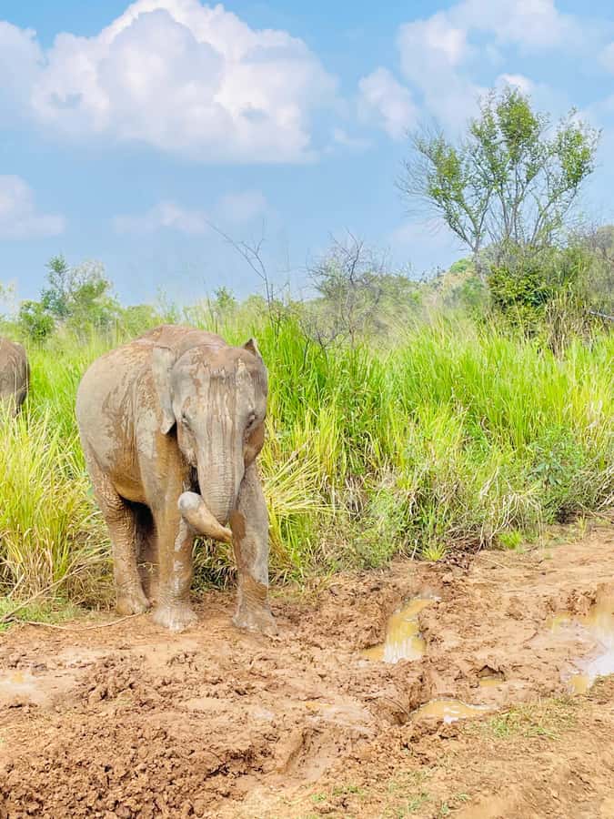 Minneriya National Park 4x4 jeep Safari Include Entrance Fee - What the guide adds to the outing