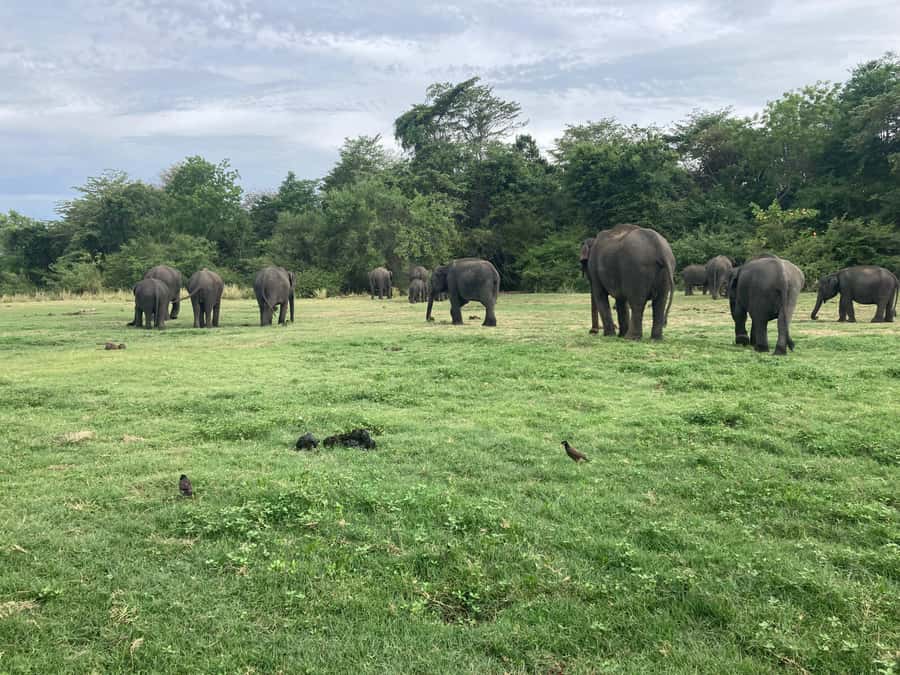 Minneriya National Park 4x4 jeep Safari Include Entrance Fee - Photography stops without a rigid schedule