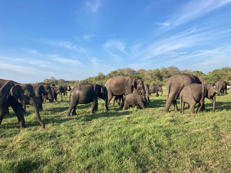 Minneriya National Park 4x4 jeep Safari Include Entrance Fee - The Kaudulla alternative