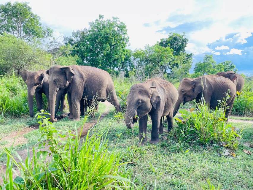 Minneriya National Park 4x4 jeep Safari Include Entrance Fee - Is $120 per person good value?
