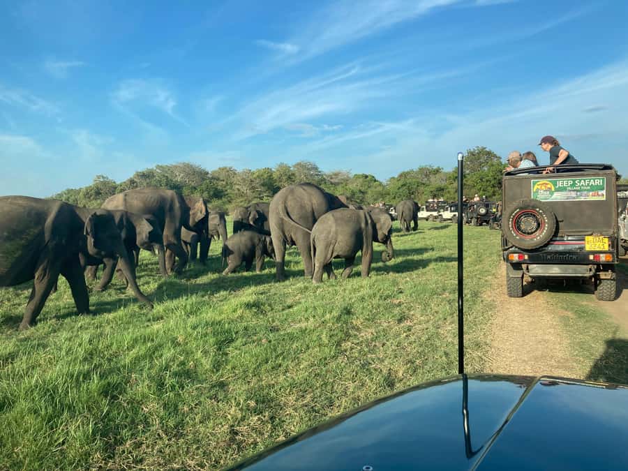 Minneriya National Park 4x4 jeep Safari Include Entrance Fee - Pickup from Habarana or Sigiriya