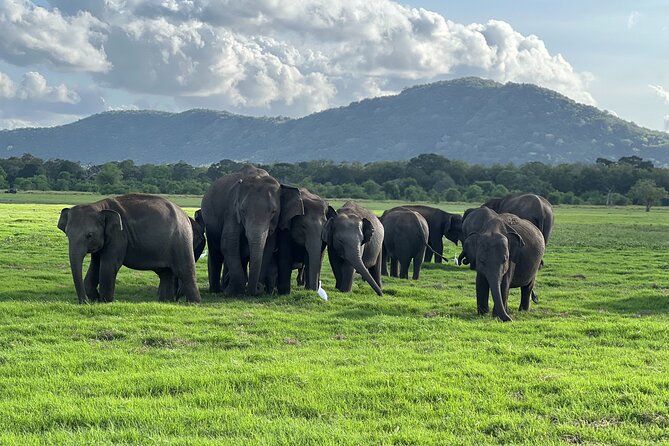 Minneriya National Park halfday Safari - What makes this safari worth considering