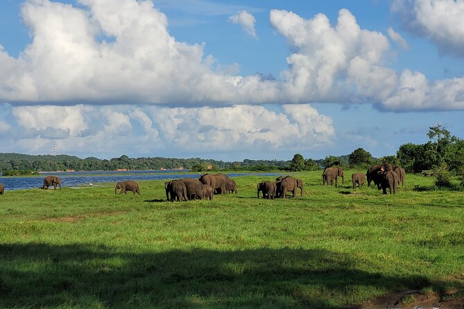 Minneriya National Park halfday Safari - When Minneriya changes to Kaudulla or Hurulu