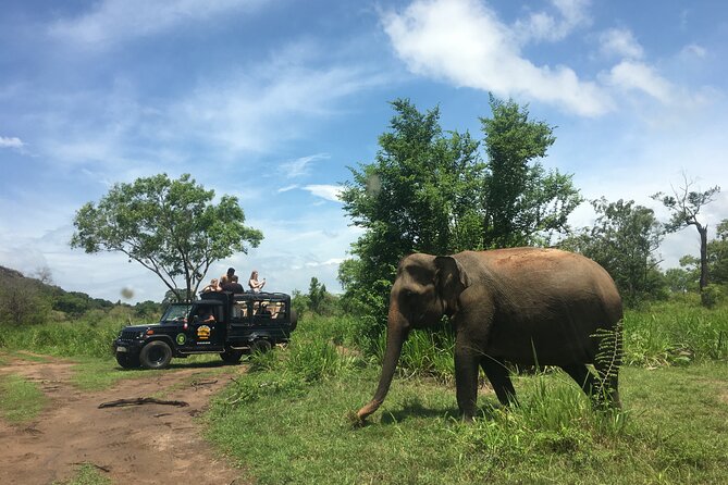 Minneriya National Park halfday Safari - Booking advice and cancellation terms