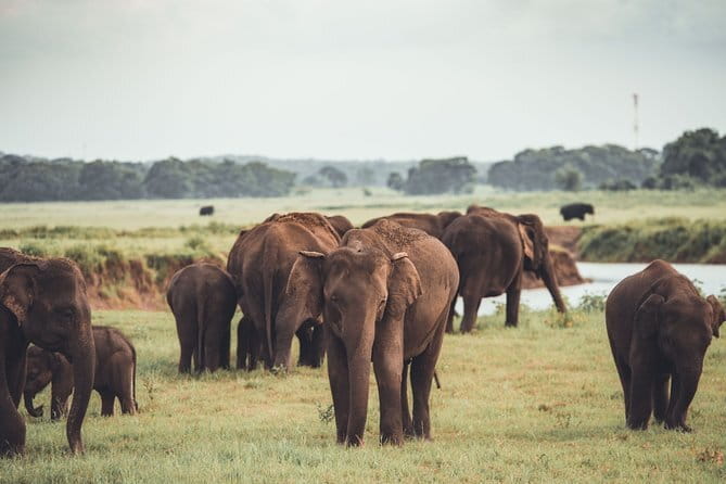 Minneriya National Park | Private Safari - Key things to know before booking