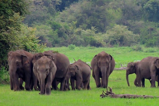 Minneriya National Park | Private Safari - Practical details that affect the day