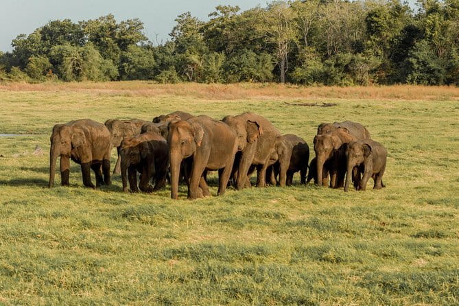 Minneriya National Park : Private Safari - What happens between 2:30 and 5:30 pm
