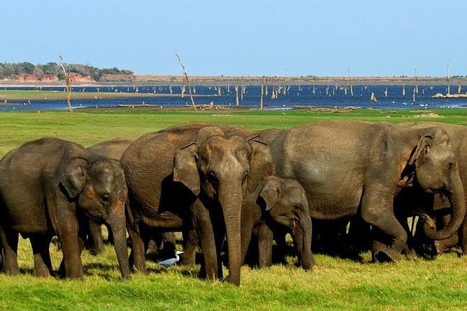 Minneriya National Park Safari - Private Jeep with Hotel Pickup - The driver can make or break the safari