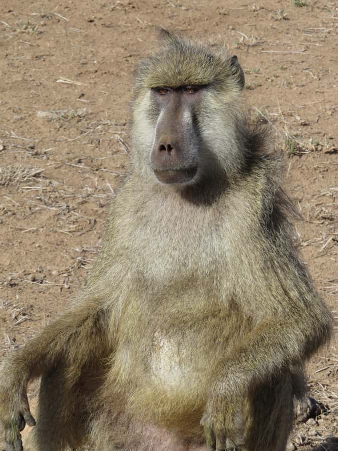 Mombasa: Tsavo East National Park Day Trip with Lunch - Key points at a glance