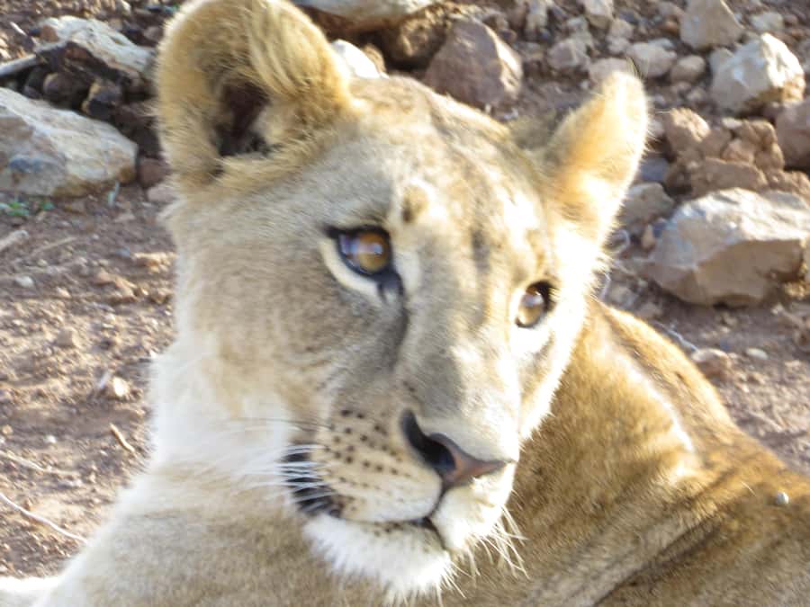 Mombasa: Tsavo East National Park Day Trip with Lunch - Why Tsavo East makes a strong day safari