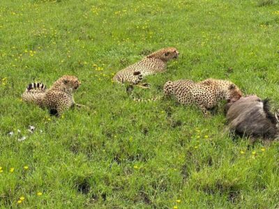 Mombasa: Tsavo East National Park Day Trip with Lunch