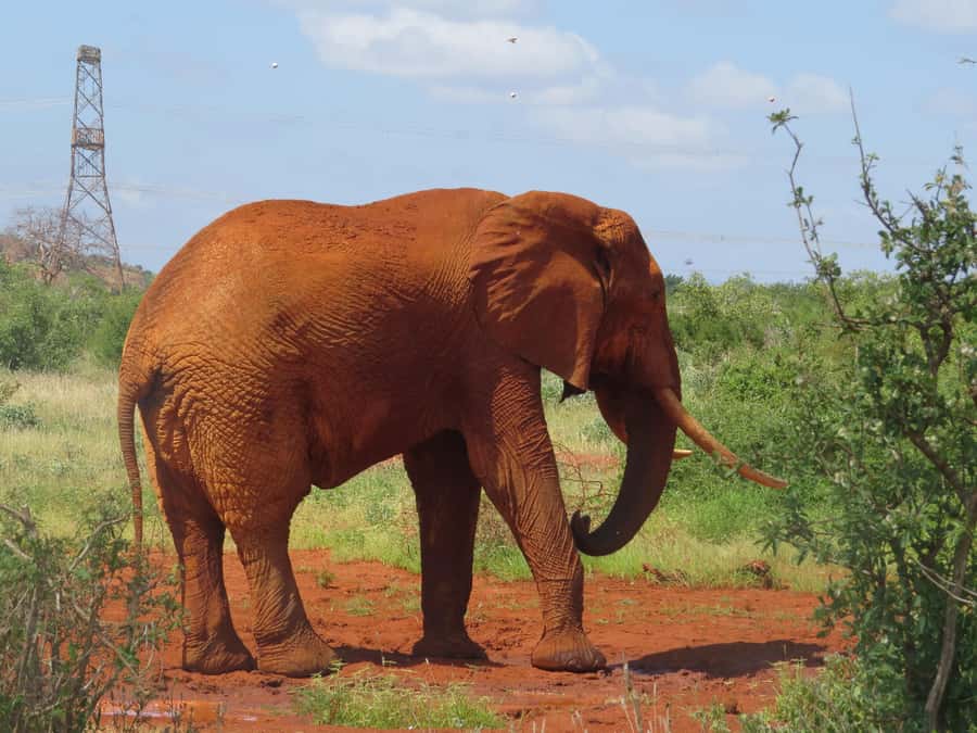 Mombasa: Tsavo East National Park Day Trip with Lunch - The red elephants and Galana River