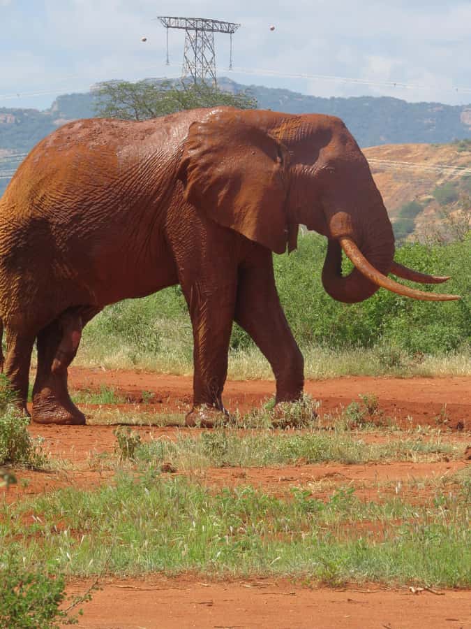 Mombasa: Tsavo East National Park Day Trip with Lunch - Lunch in or near the park