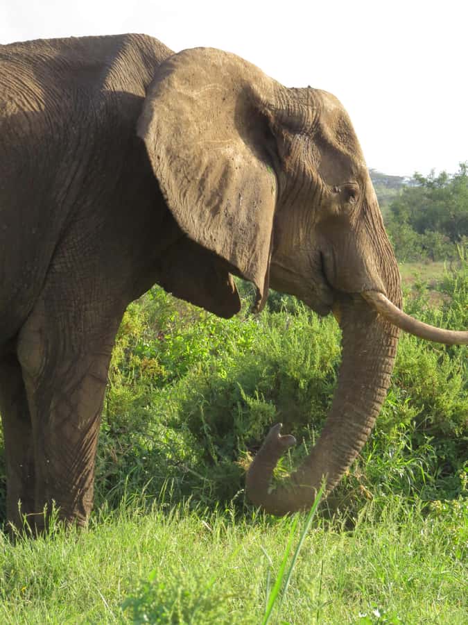Mombasa: Tsavo East National Park Day Trip with Lunch - Who should book this safari