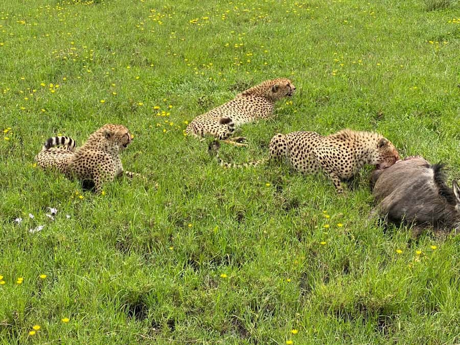 Mombasa: Tsavo East National Park Day Trip with Lunch - The three-hour ride from Mombasa or Diani Beach