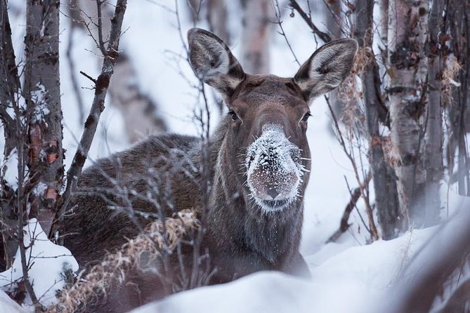Morning hike in Abisko National Park - Meeting your guide between 9:00 and 9:30