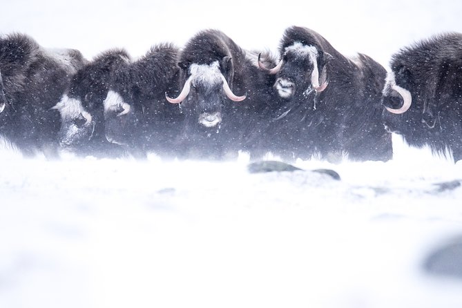 Musk ox Safari in Dovrefjell National Park, Oppdal Safari - Why Dovrefjell is the right place for musk ox