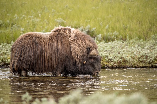 Musk ox Safari in Dovrefjell National Park, Oppdal Safari - Finding musk ox without crowding them