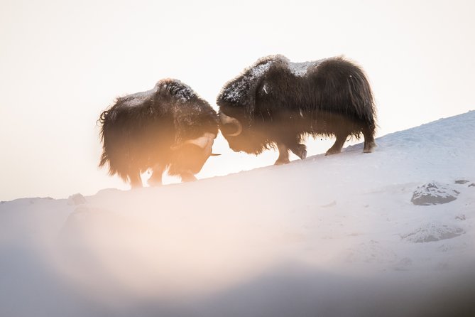Musk ox Safari in Dovrefjell National Park, Oppdal Safari - What your guide adds to the day