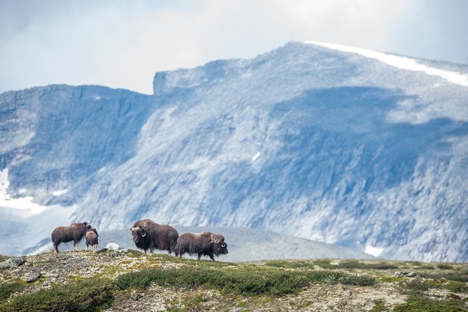 Musk ox Safari in Dovrefjell National Park, Oppdal Safari - How much value you get for $85.57