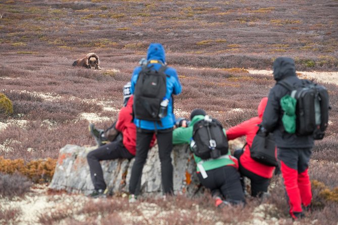 Musk ox Safari in Dovrefjell National Park, Oppdal Safari - The 9:30 a.m. start at Grønbakken