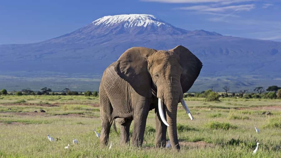 Nairobi: Amboseli National Park Day Trip with Masai Village - At a glance: the details that matter