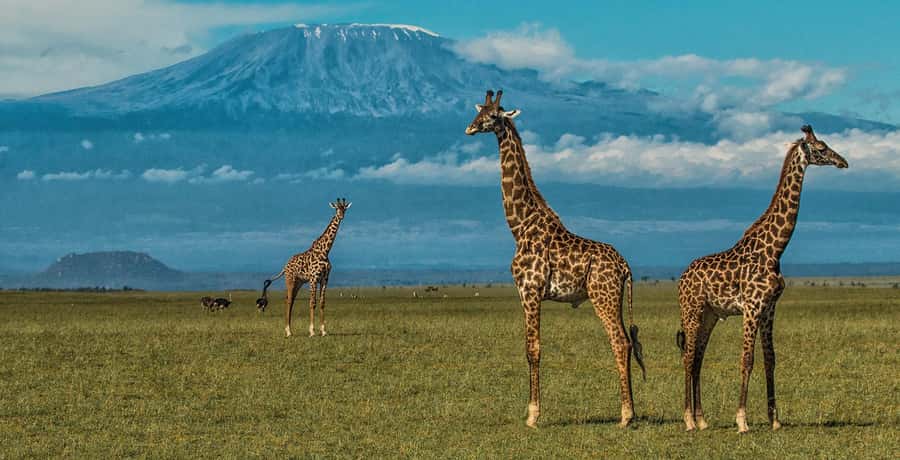 Nairobi: Amboseli National Park Day Trip with Masai Village - Why Amboseli makes a memorable day trip