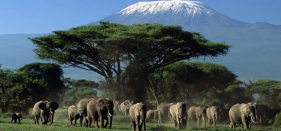 Nairobi: Amboseli National Park Day Trip with Masai Village - Your first game drive among Amboseli’s elephants