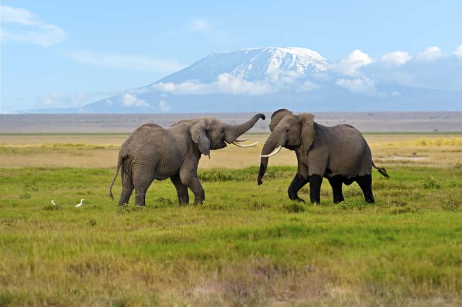 Nairobi: Amboseli National Park Day Trip with Masai Village - Birdlife around the marshes