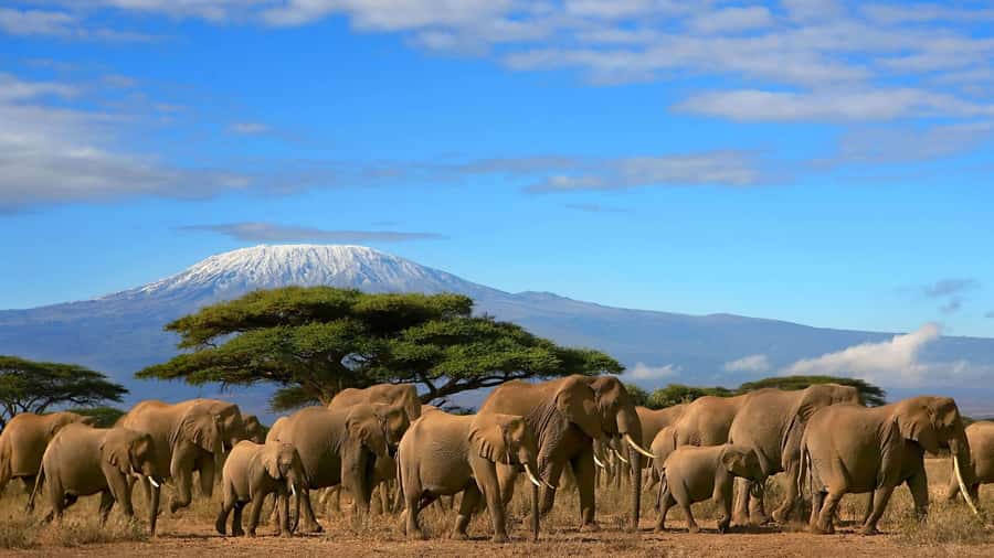 Nairobi: Amboseli National Park Day Trip with Masai Village - The afternoon drive and return to Nairobi