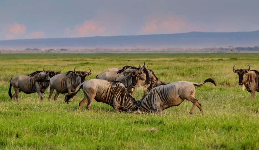 Nairobi: Day Tour to Amboseli National Park & Maasai Village - Quick facts before you book