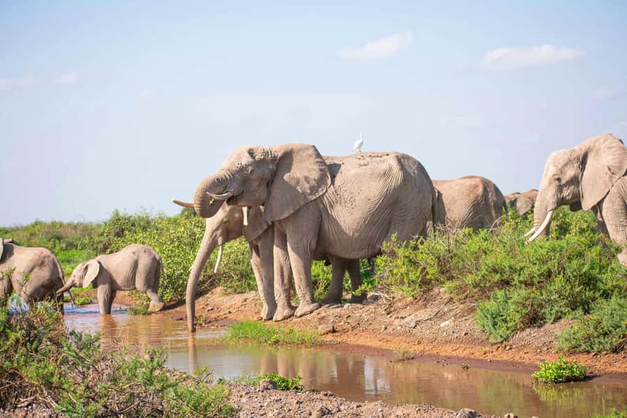 Nairobi: Day Tour to Amboseli National Park & Maasai Village - Why Amboseli is worth the long road from Nairobi