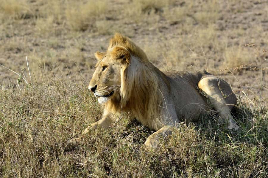 Nairobi: Day Tour to Amboseli National Park & Maasai Village - Five hours among elephants, lions, and zebras