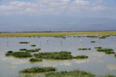 Nairobi: Day Tour to Amboseli National Park & Maasai Village