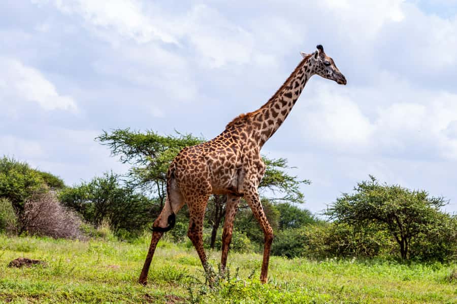 Nairobi: Day Tour to Amboseli National Park & Maasai Village - The Maasai village visit and what to expect