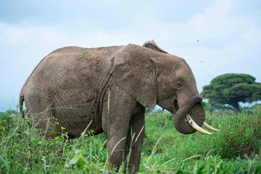 Nairobi: Day Tour to Amboseli National Park & Maasai Village - What the real cost looks like