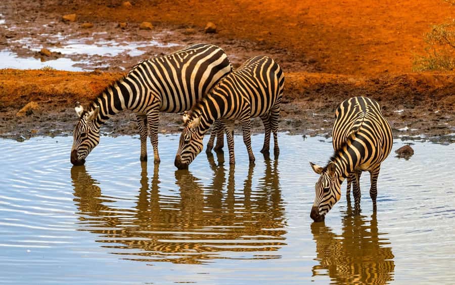 Nairobi: Day Tour to Amboseli National Park & Maasai Village - What to pack for a smoother day