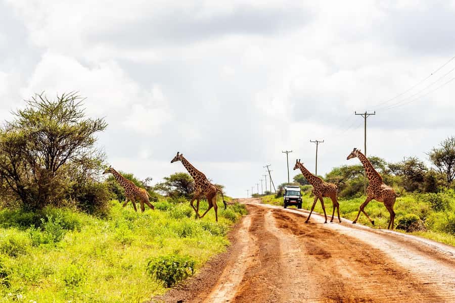 Nairobi: Day Tour to Amboseli National Park & Maasai Village - Should you book the Amboseli and Maasai village tour?
