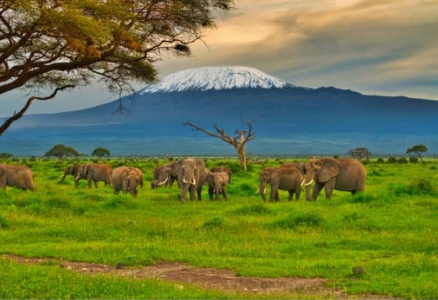Nairobi:Day trip to Amboseli National park & Maasai village - Key points to know before you book