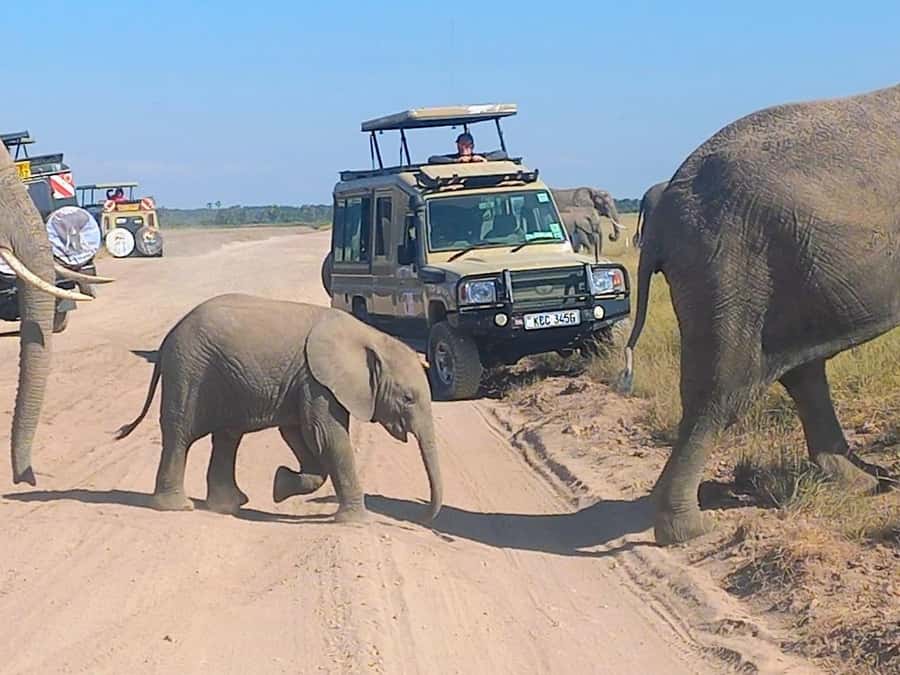 Nairobi:Day trip to Amboseli National park & Maasai village - Why Amboseli makes a long day worthwhile
