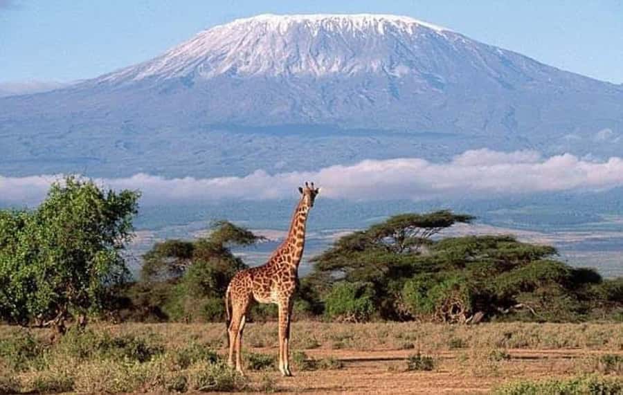 Nairobi:Day trip to Amboseli National park & Maasai village - Meeting your driver-guide