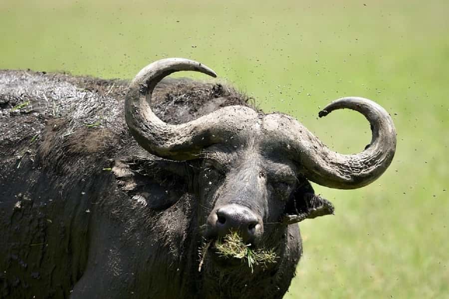 Nairobi:Day trip to Amboseli National park & Maasai village - The Maasai village visit