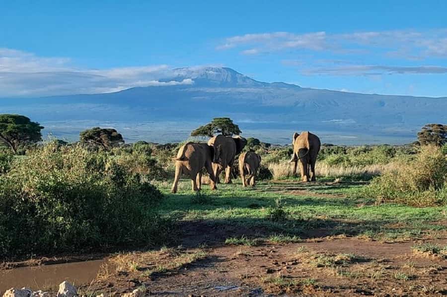 Nairobi:Day trip to Amboseli National park & Maasai village - Lunch, water, and the real cost