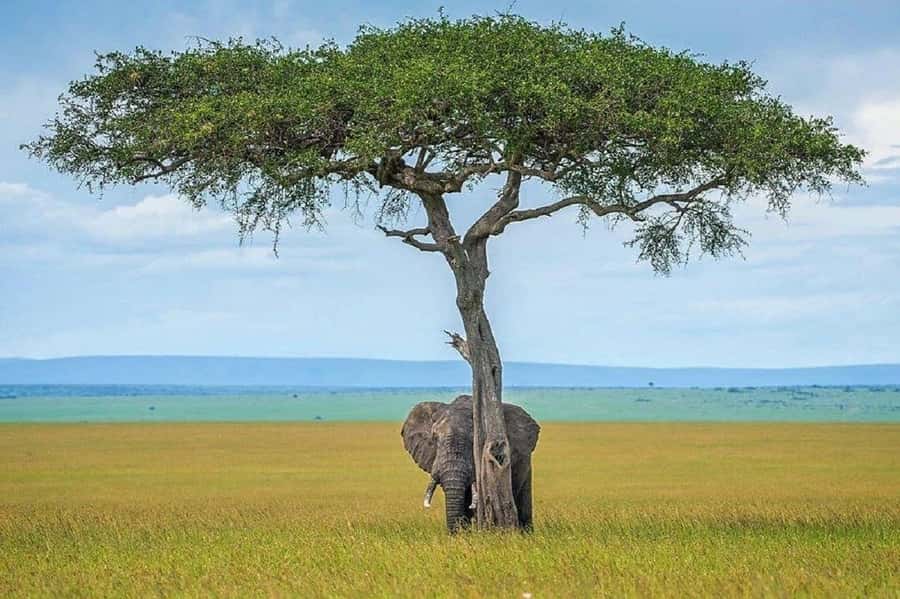 Nairobi:Day trip to Amboseli National park & Maasai village - Who will enjoy this safari most
